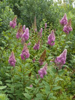 Spiraea douglasii - Spirée de Douglas