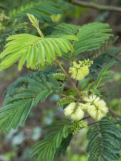 Paraserianthes lophantha - Albizzia - Acacia du Cap Paraserianthes lophantha - Albizzia - Acacia du Cap