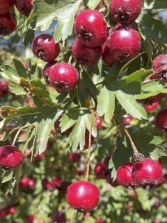 Crataegus azarolus - Azarolier, Azérolier ou Épine d'Espagne Crataegus azarolus - Azarolier, Azérolier ou Épine d'Espagne