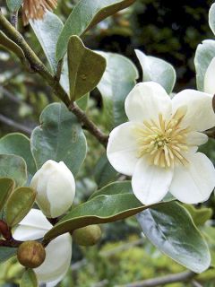 Michelia yunnanensis ou Magnolia yunnanensis