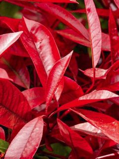 Photinia fraseri Red Robin Blood