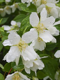 Seringat - Philadelphus polyanthus Mont Blanc