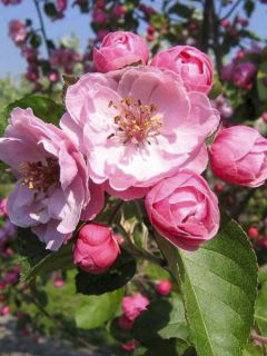 Pommier d'ornement - Malus Brandy Magic