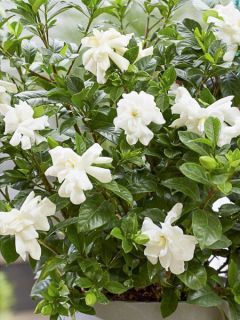 Gardenia jasminoides Double Diamonds  