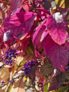 Arbuste aux bonbons 'Magical Purple Giant'