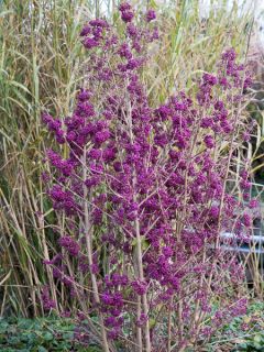 Arbuste aux bonbons 'Magical Deep Purple'