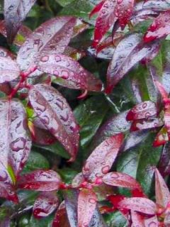 Leucothoe 'Crimson Globe'