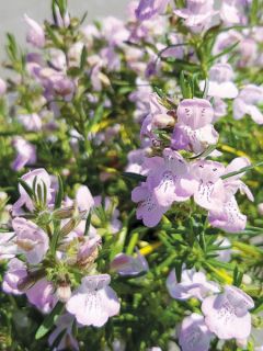 Conradina Little Rosie - Faux romarin