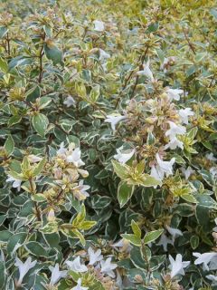 Abelia grandiflora Steredenn 'Levabes' - Abélie panachée