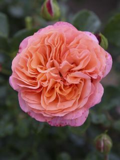 Rosier à fleurs groupées Coral Lions-Rose