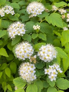 Spiraea chamaedryfolia - Spirée à feuilles de petit-chêne