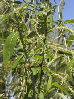 Salix fragilis - Saule fragile