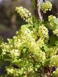 Groseillier des Alpes 'Schmidt'