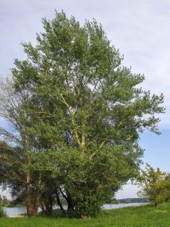 Peuplier noir Peuplier noir