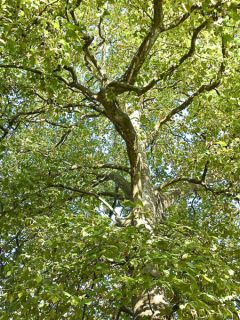 Platanus acerifolia - Platane commun, à feuilles d'érable