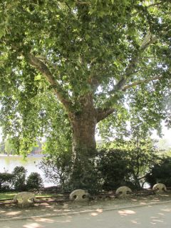 Platanus acerifolia - Platane commun, à feuilles d'érable