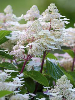 Hortensia paniculé - Hydrangea paniculata Early Harry 'HPOPR018'