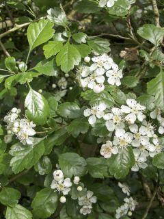 Aubépine, épine à fleurs