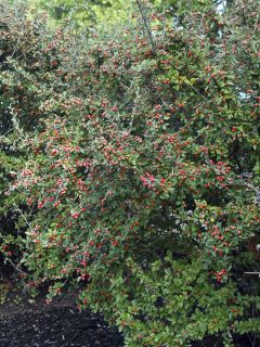 Cotoneaster simonsii - Cotonéaster de Simons
