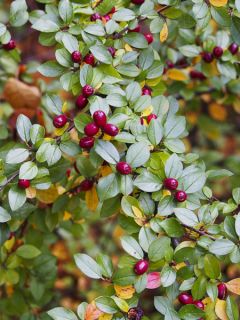 Cotoneaster divaricatus - Cotonéaster divariqué