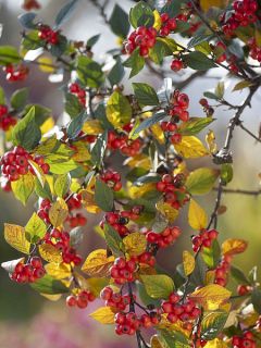 Cotoneaster dielsianus (elegans) - Cotonéaster de Diels