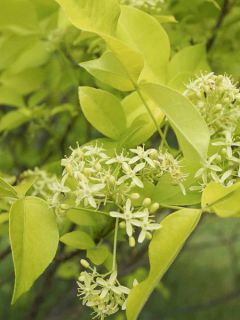 Ptelea trifoliata Aurea - Orme de Samarie doré