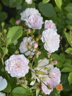 Rosier arbustif Annelies