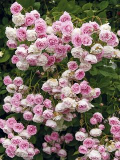 Rosier grimpant Frau Eva Schubert