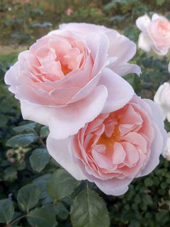 Rosier à fleurs groupées Caroline's Heart vel16dsipo