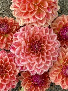 Dahlia décoratif All That Jazz 