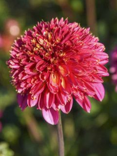 Dahlia anémone 'Alysia' Dahlia anémone 'Alysia'