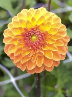 Dahlia balle Amber Crystal