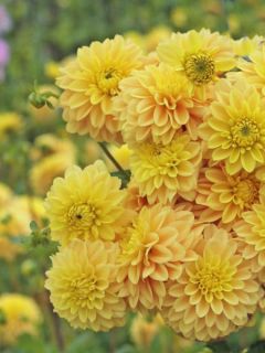 Dahlia décoratif Bocherell