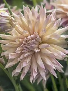 Dahlia semi cactus Café de Paris