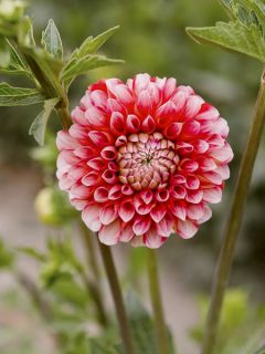 Dahlia balle Chimacum Luke