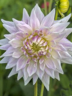 Dahlia semi cactus Clearview Edie