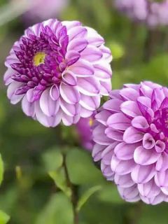 Dahlia balle Colombus