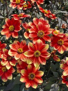 Dahlia Dahlegria Bicolore