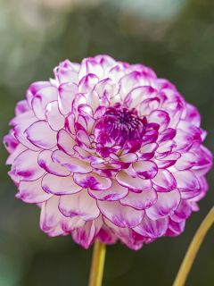 Dahlia balle Dreaming Maid