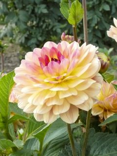 Dahlia décoratif Erna Panzer