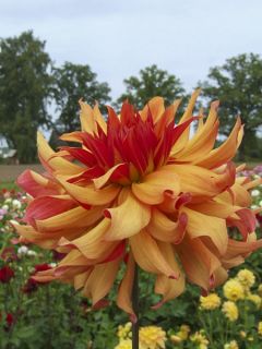 Dahlia cactus Erpeler Ley
