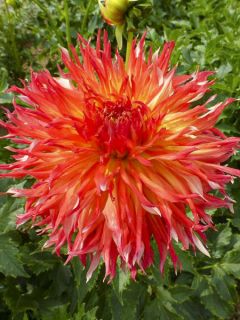 Dahlia semi cactus Fired Up