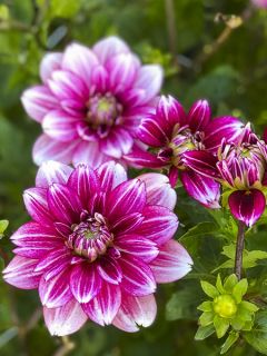 Dahlia décoratif Hémisphère