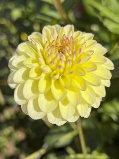 Dahlia balle Isa's Favorite