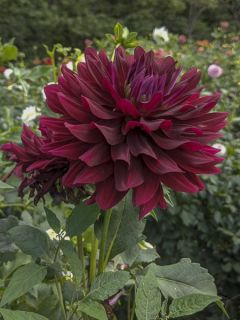 Dahlia semi cactus Hollyhill Black Beauty