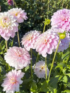 Dahlia balle Janick's Symphony