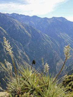 Broméliacée du Pérou