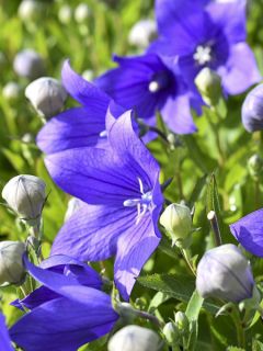 Platycodon grandiflorus Astra Blue en pot de 2/3 L Platycodon grandiflorus Astra Blue en pot de 2/3 L