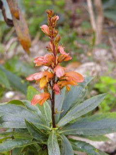 Digitale des Canaries 'Bella'