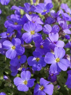 Aubrieta Royal Blue - Aubriète